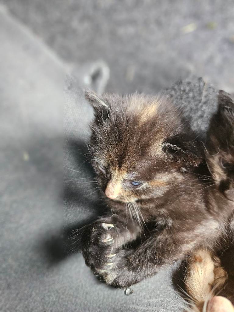Long haired kittens