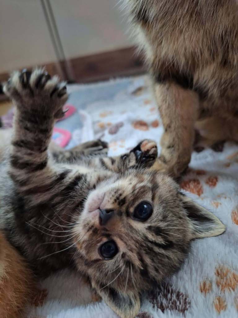 Beautiful tabby KITTENS - only 2 left!!!