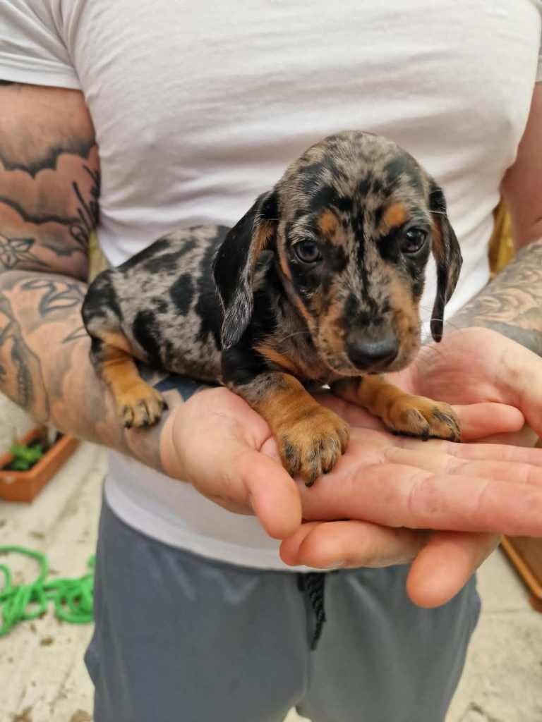 Mini Dachshund 
