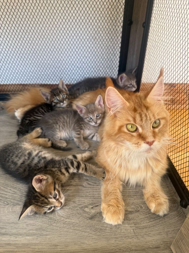 Maine coon X kittens *Ready Now*