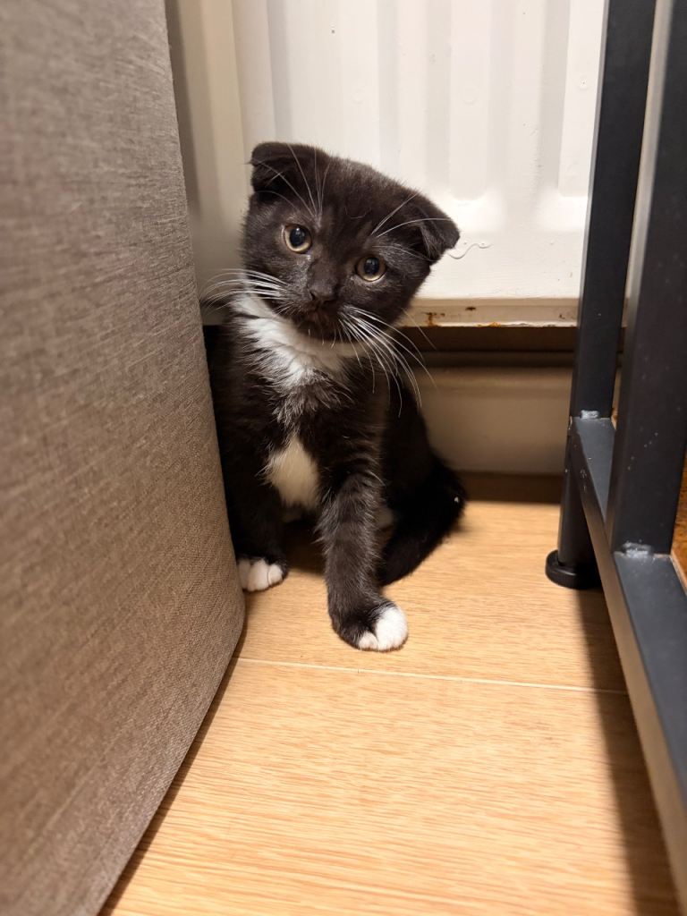 Beautiful British  shorthair X kittens 