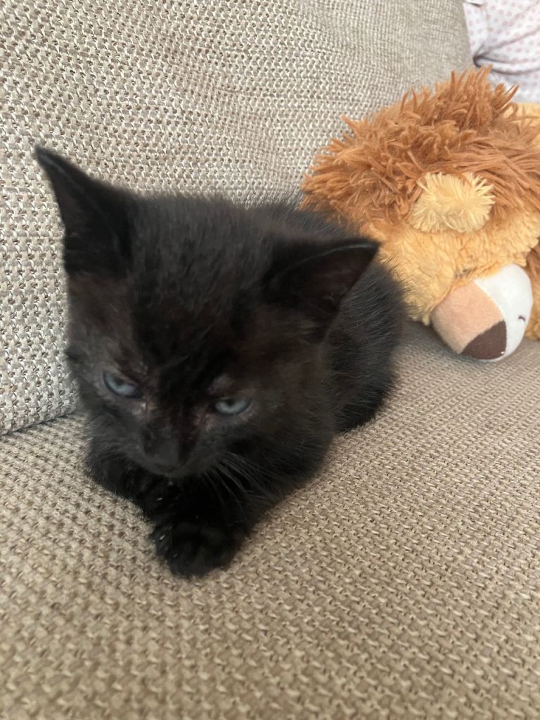 Kittens