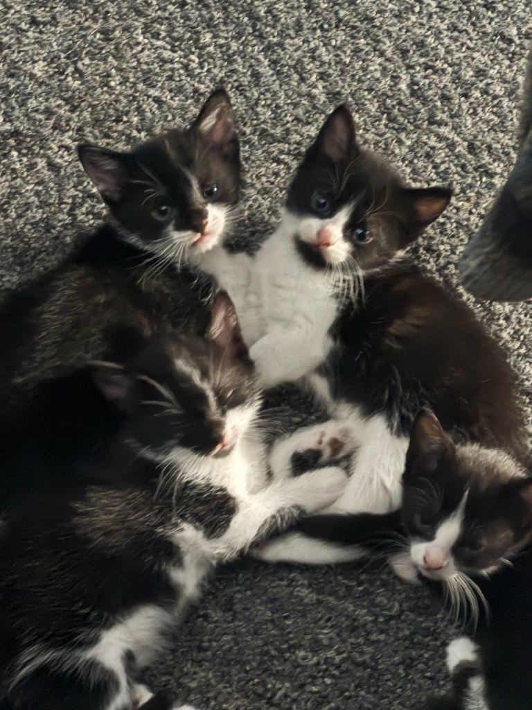 Kittens