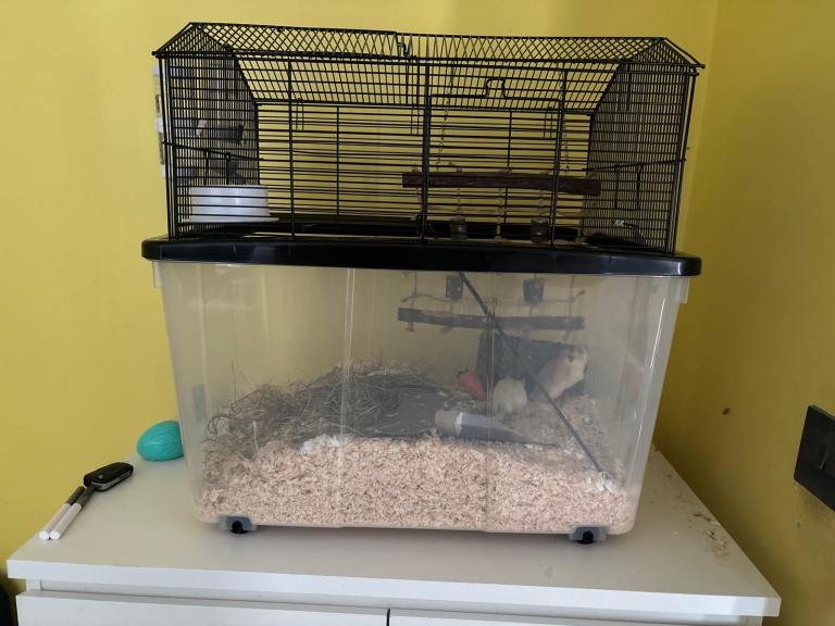 Gerbil cage 