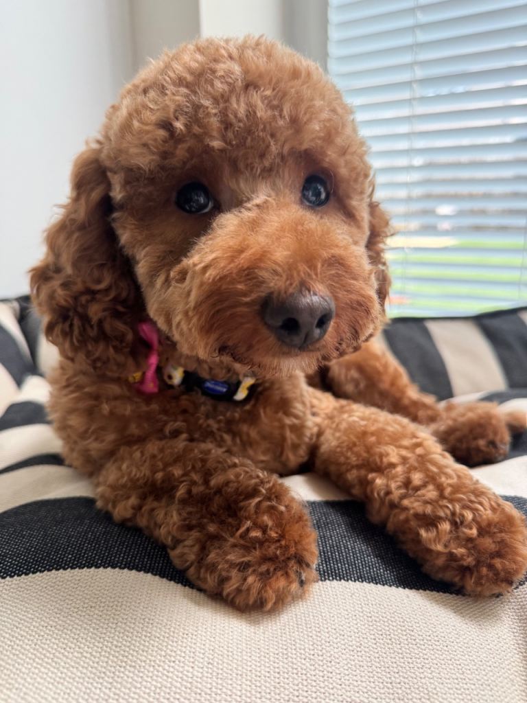 Toy Poodle 