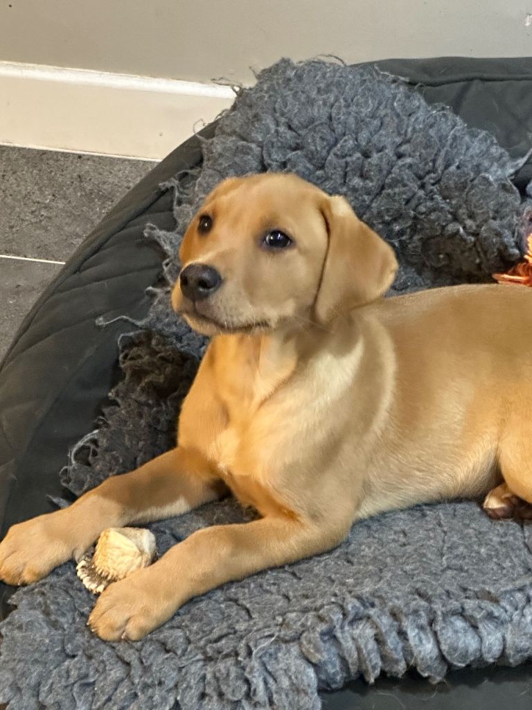 KC Registered Labrador Puppies