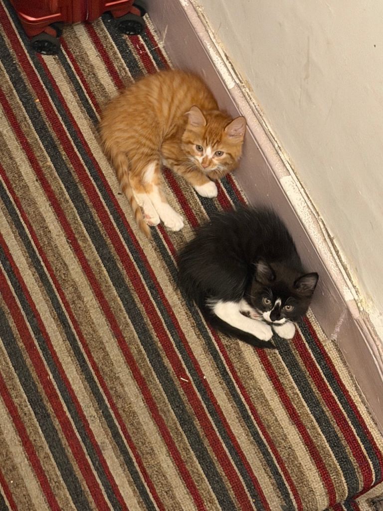 Beautiful Kittens Looking for Loving Homes 🐱❤️