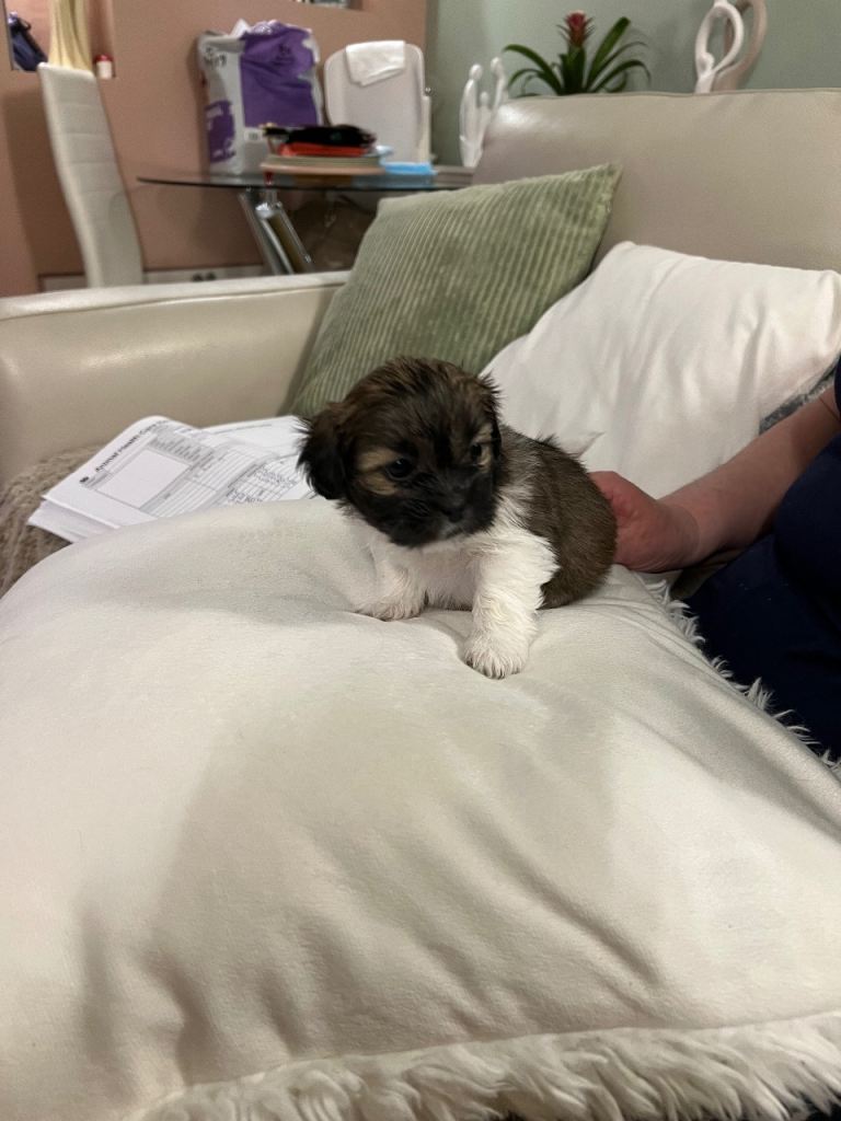 Stunning Lhasa Apso puppy. One female left 