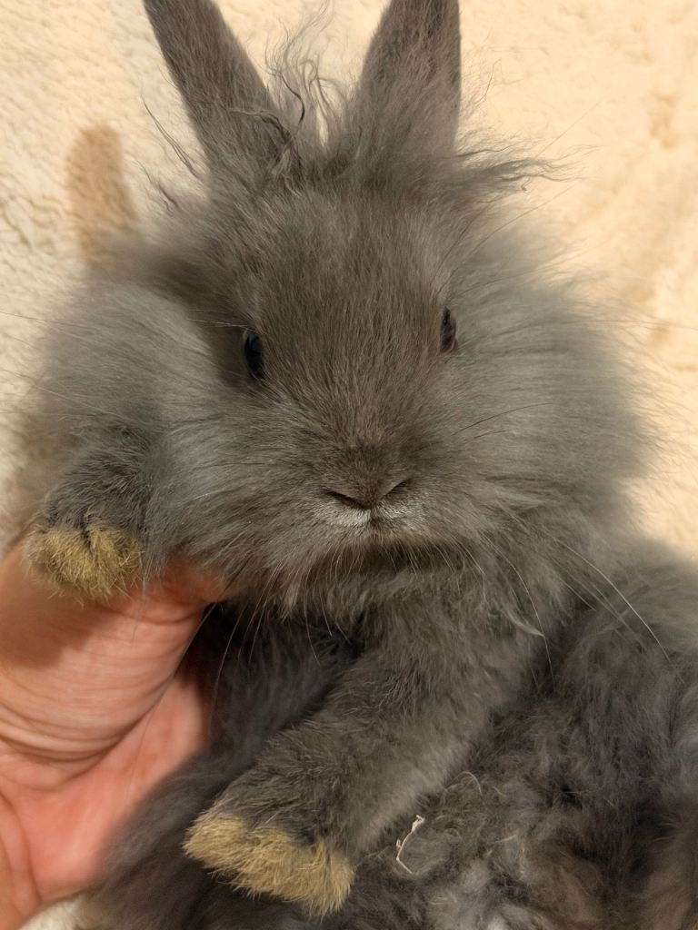 Bunnies - Dwarf Lionhead