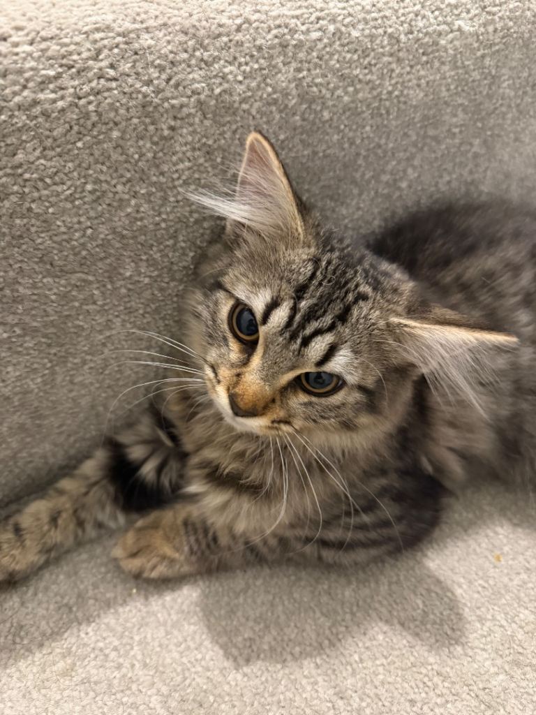 Mix tabby kittens 