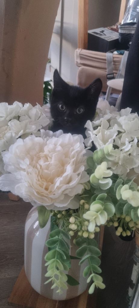 Black Kittens