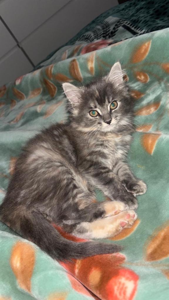 Norwegian Forest X kitten