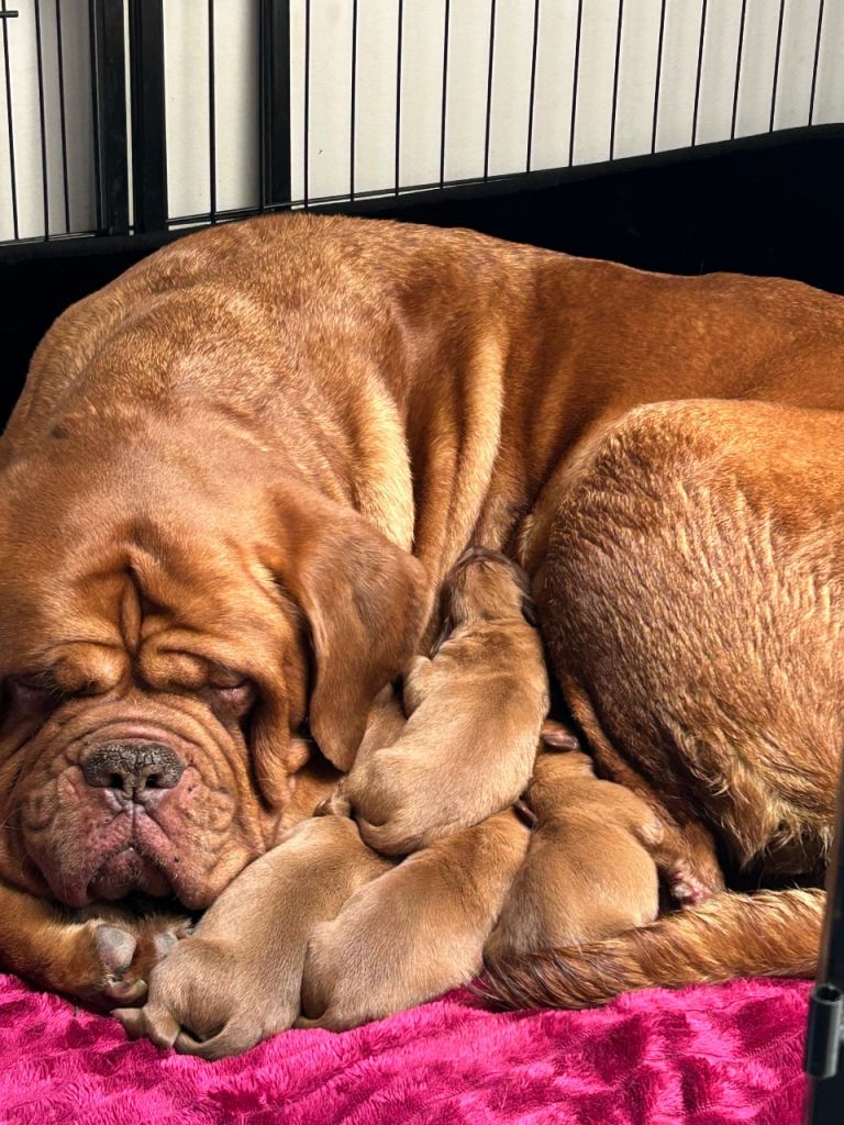 Dogue de Bordeaux 