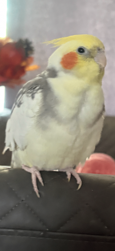 Lovely Cockatiel Bird for Rehoming
