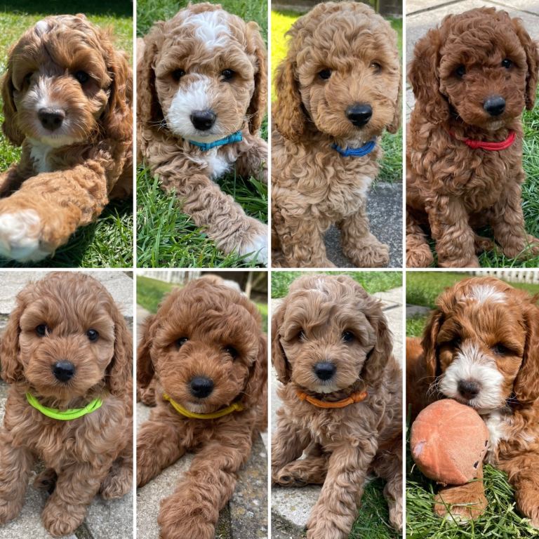 Cockapoo puppies! Ready 6th may 🐾