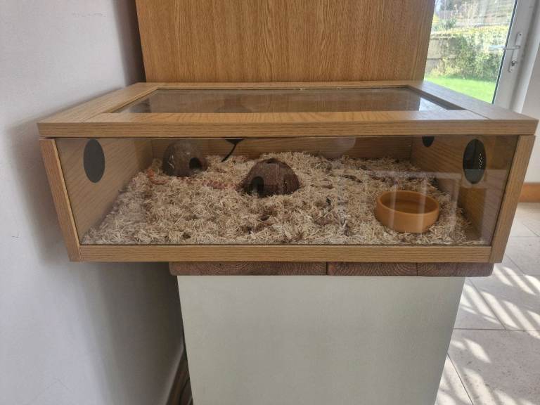 Corn snake and set up