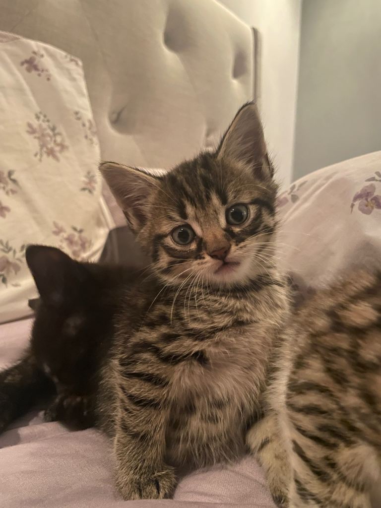 Kittens