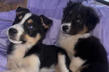 Collie puppys