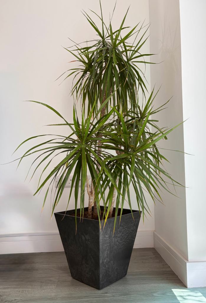 Dragon Tree Dracaena with Planter - RRP £125