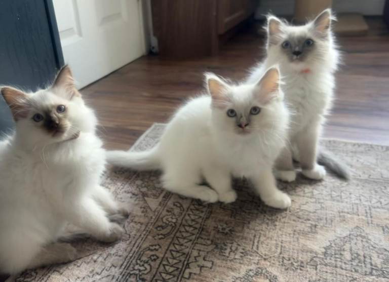 Kittens for sale 