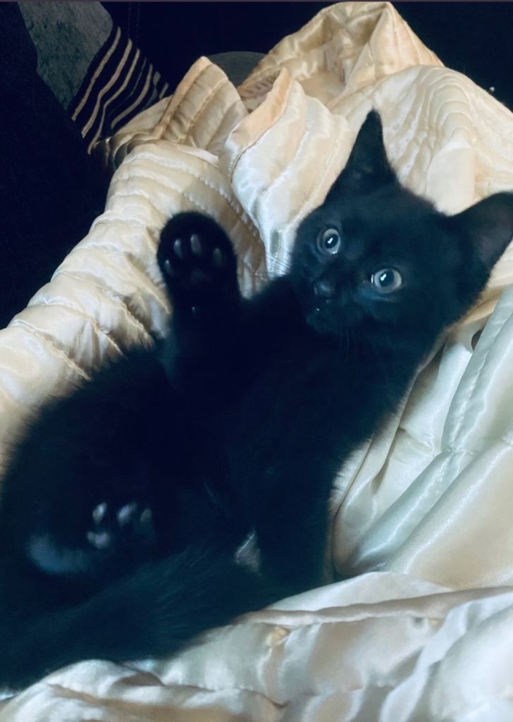 1 beautiful black boy ready to go 