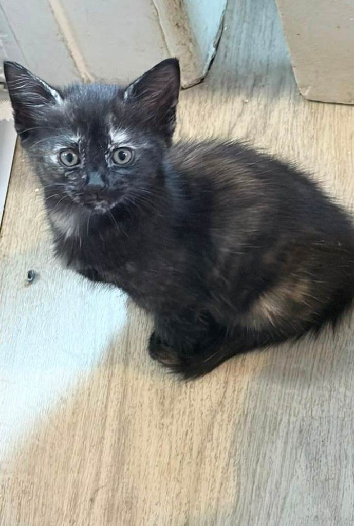 8 week old kittens 