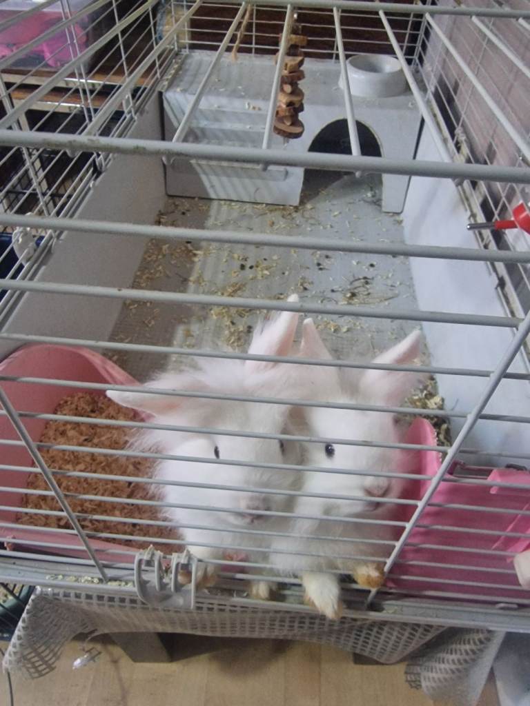 White bunnies