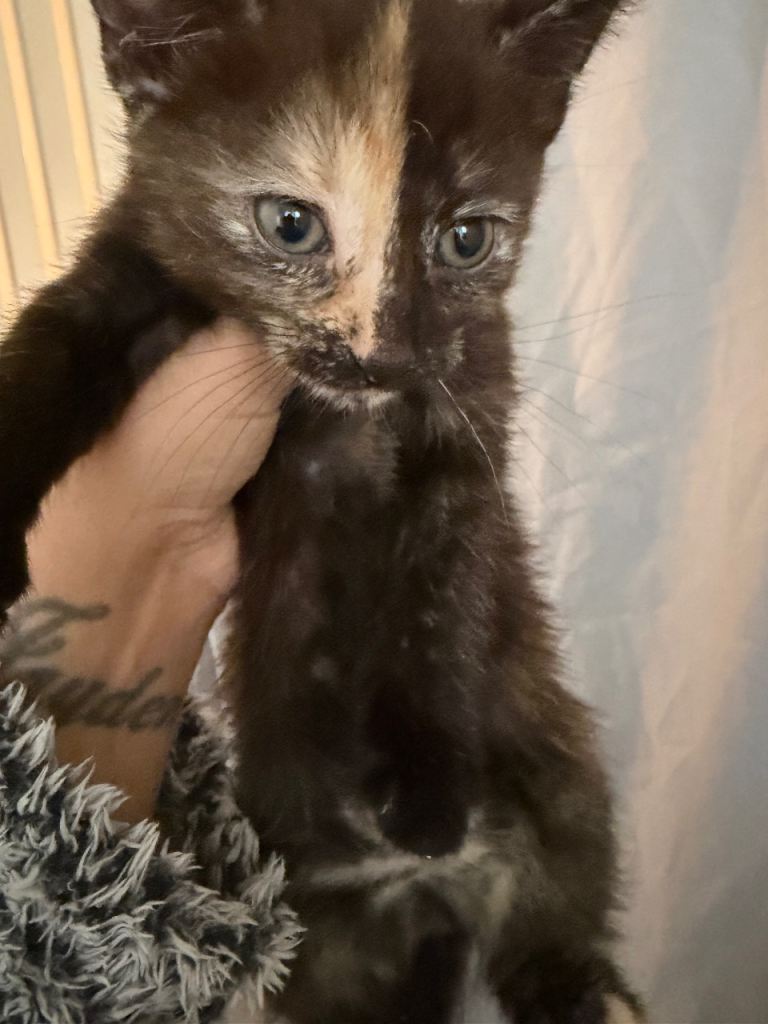 1 kitten left black one only 