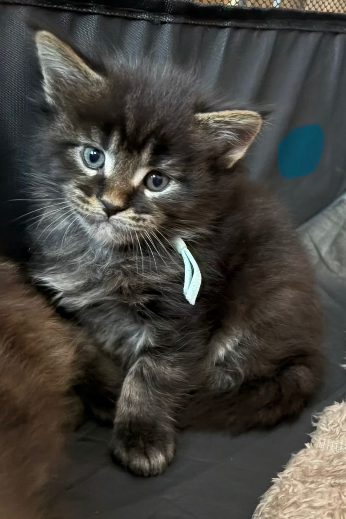 🐾 Beautiful Maine Coon Kittens Looking for Their Forever Homes 🐾