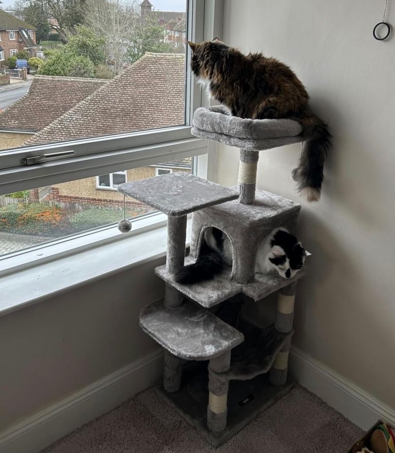 116cm cat tree new