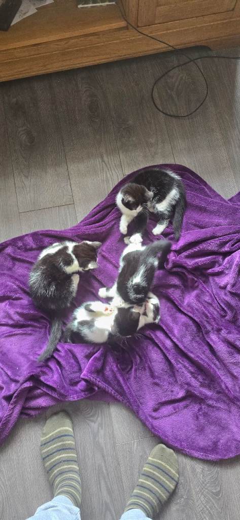3 kitten for sale 9 weeks