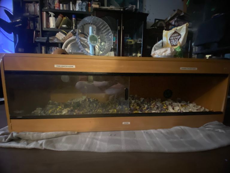 Vivarium tank 