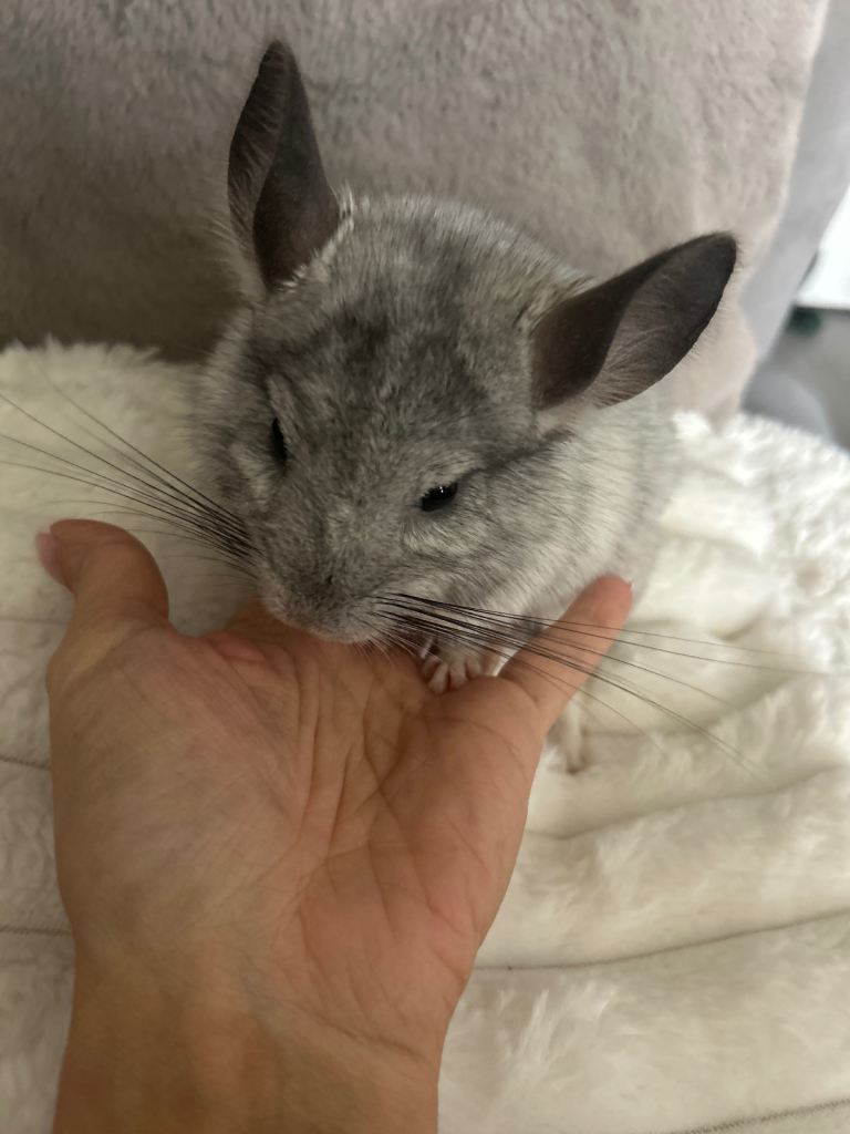 For sale silver chinchilla