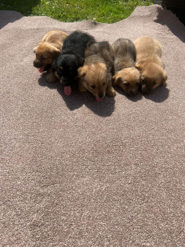 Pomxjack pups