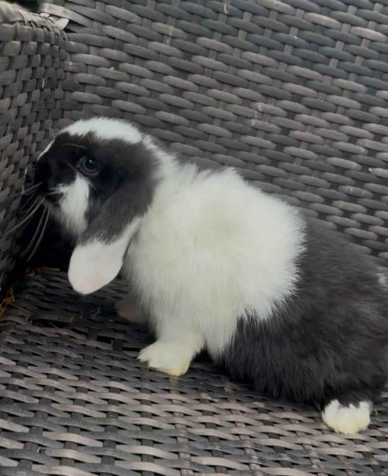 NOW REHOMED black & white with blue eyes Baby mini lops