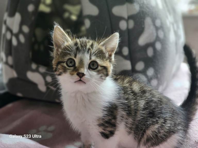 3 adorable female kittens