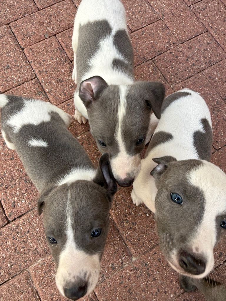 Pure whippet puppy’s for sale 