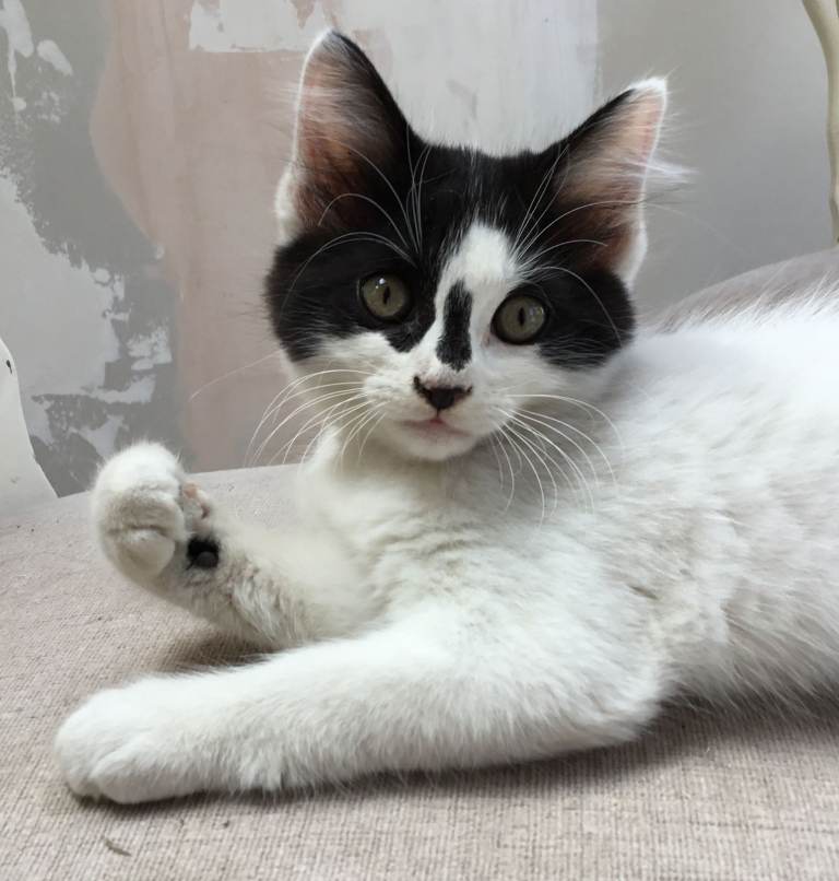 2 male kittens