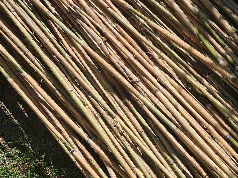 Bamboo canes large quantity 