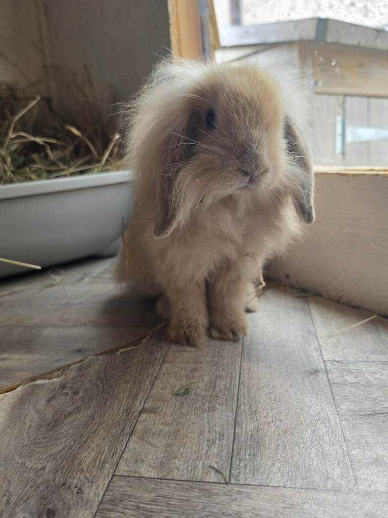 Angora x lion lop 