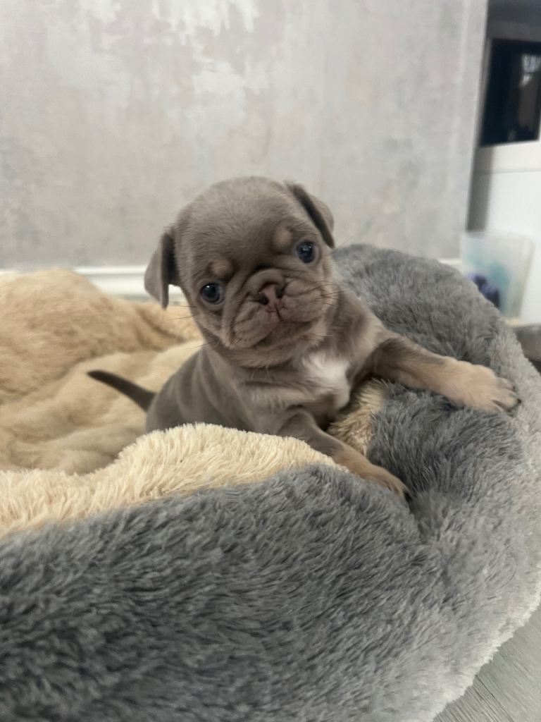 Female Pugs puppies