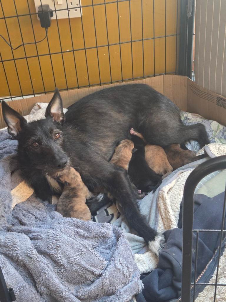 Stunning Lurcher Puppies – The Ultimate Blend of Speed & Intelligence 🐾