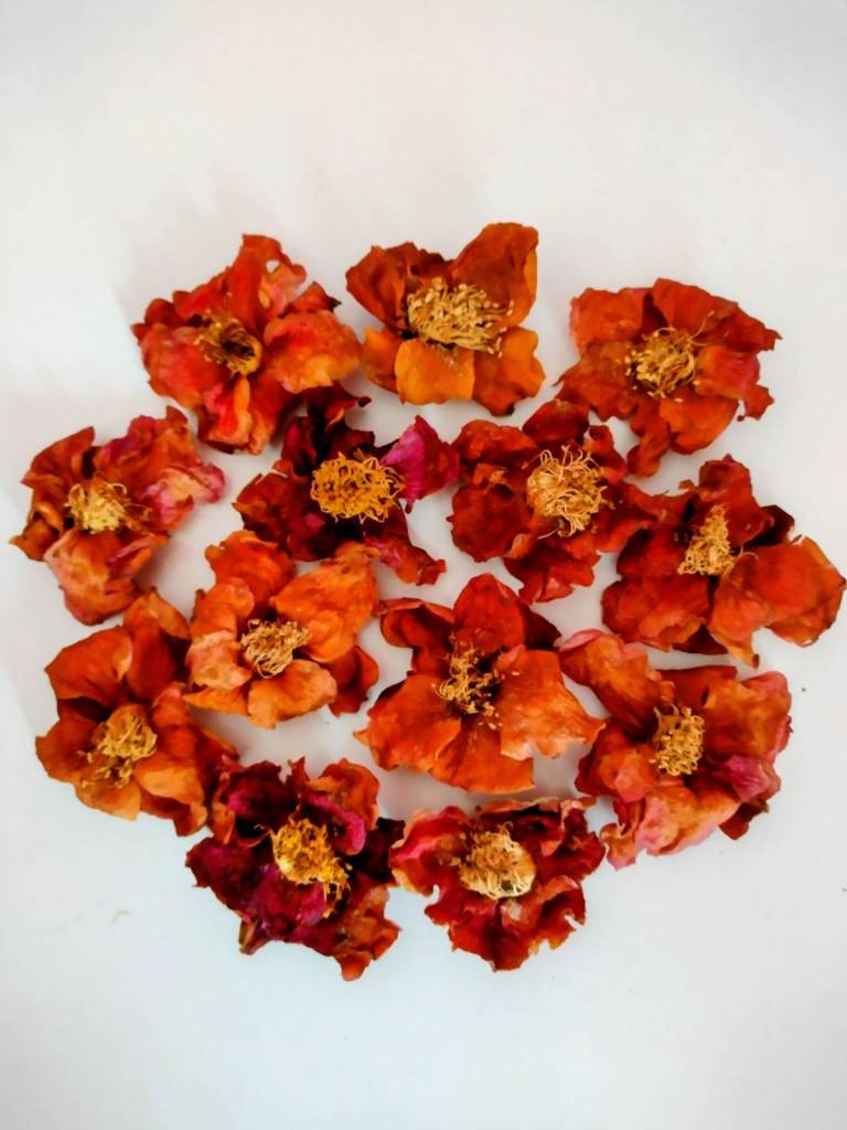 Beautiful Natural Rustic Camelias for Table Displays or Flower Girls to scatter. See photos/details!