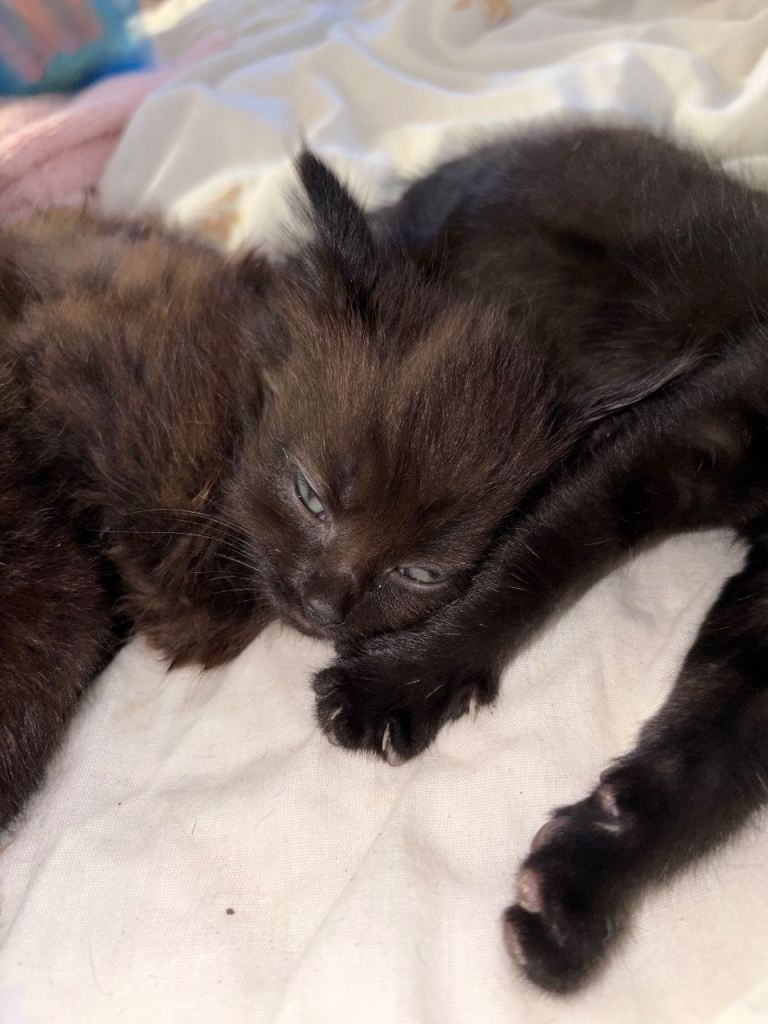 Kittens for sale 