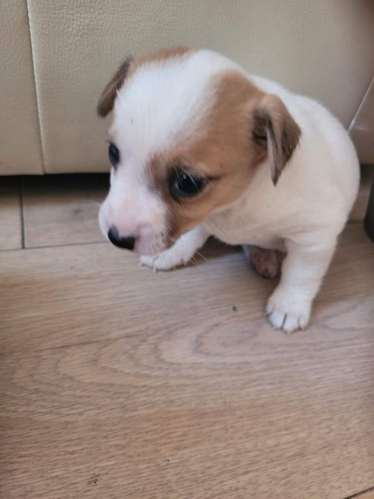 Terrier puppies for sale