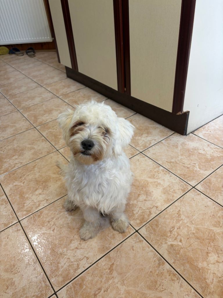 Bichon Maltese Mix puppy- 6 month old