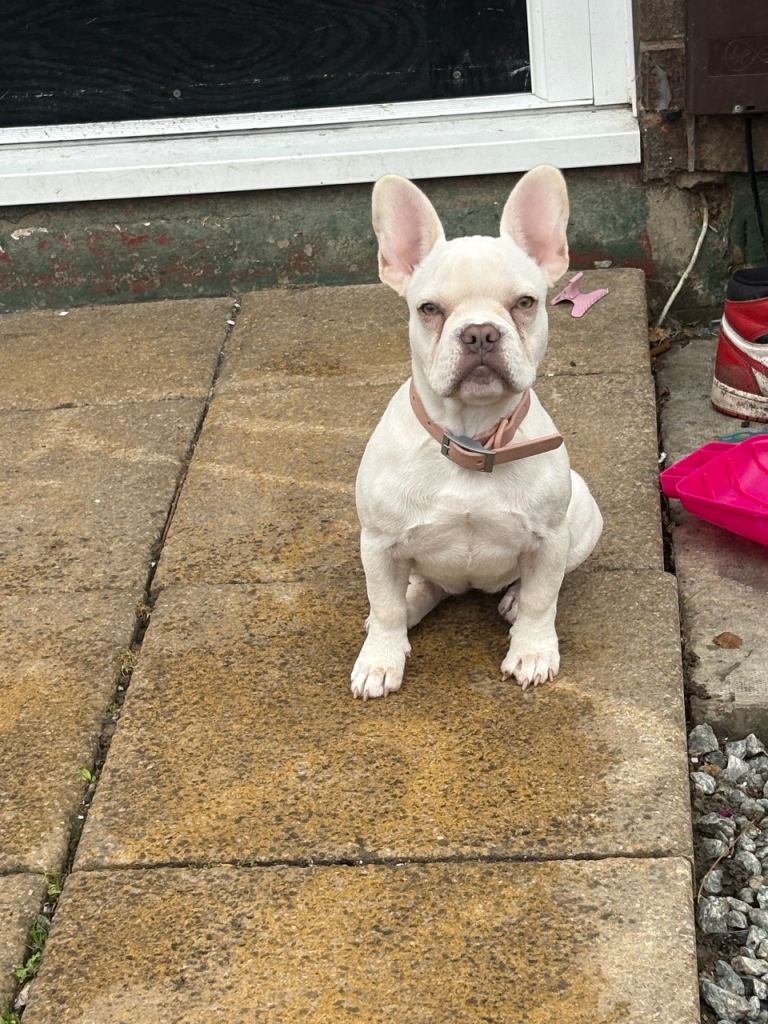Pup