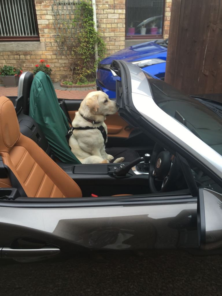 Car seat cover and dog harness combo