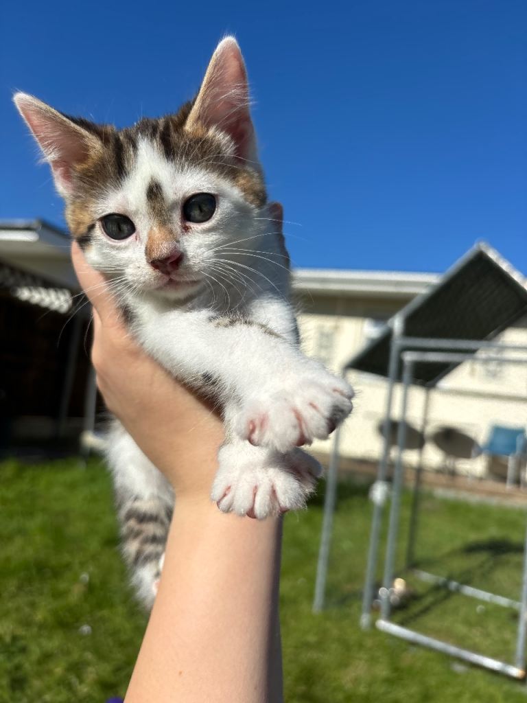 Half bengal kittens for sale