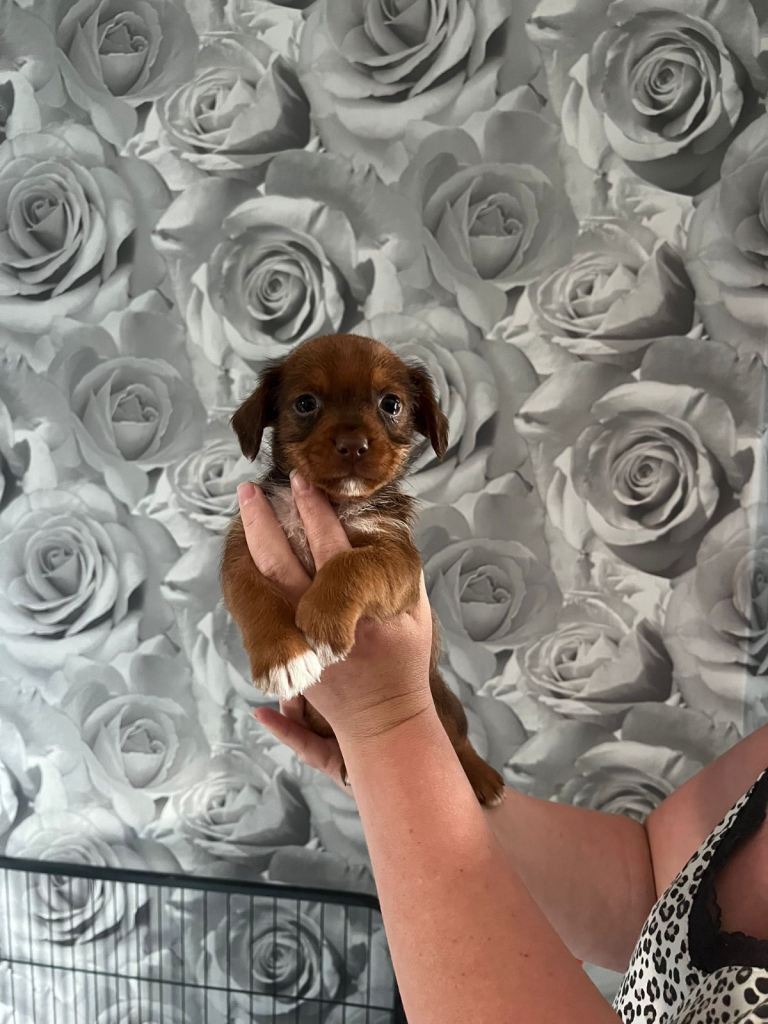 Jack Russell 